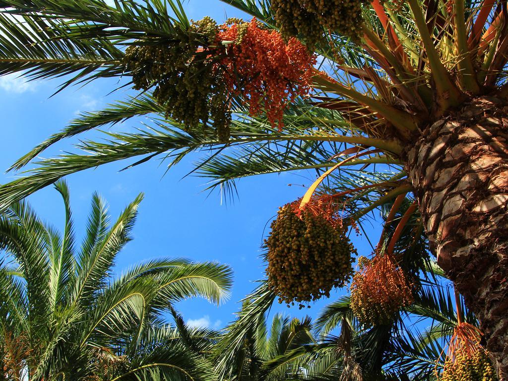 Séjour à la campagne Finca Rural Predio Son Serra